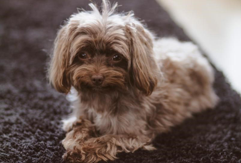 Bild von Angie (meinem Hund)