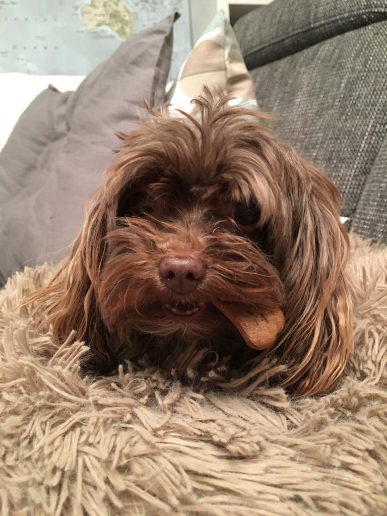 Bild von Angie (meinem Hund)